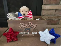 Dixie, a female Golden Retriever for sale in Mooresboro, NC – Photo 1 of 4