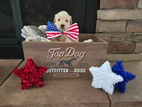 Dixie, a female Golden Retriever for sale in Mooresboro, NC – Photo 4 of 4