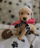 Dixie, a female Golden Retriever for sale in Mooresboro, NC – Photo 2 of 4