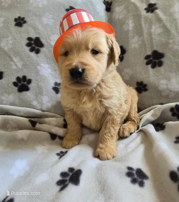 Reba, a female Golden Retriever for sale in Mooresboro, NC – Photo 1 of 1