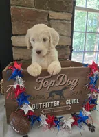 Cash, a male Goldendoodle for sale in Mooresboro, NC – Photo 5 of 6