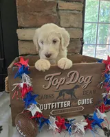 Cash, a male Goldendoodle for sale in Mooresboro, NC – Photo 1 of 6