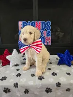 Cash, a male Goldendoodle for sale in Mooresboro, NC – Photo 3 of 6