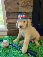 Cash, a male Goldendoodle for sale in Mooresboro, NC – Photo 2 of 6