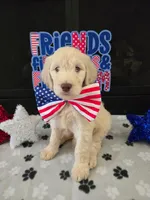 Cash, a male Goldendoodle for sale in Mooresboro, NC – Photo 4 of 6