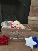 Susie, a female Golden Retriever for sale in Mooresboro, NC – Photo 3 of 6