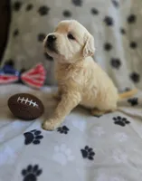 Susie, a female Golden Retriever for sale in Mooresboro, NC – Photo 4 of 6