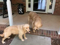 Susie, a female Golden Retriever for sale in Mooresboro, NC – Photo 6 of 6