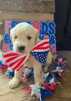 Susie, a female Golden Retriever for sale in Mooresboro, NC – Photo 2 of 6