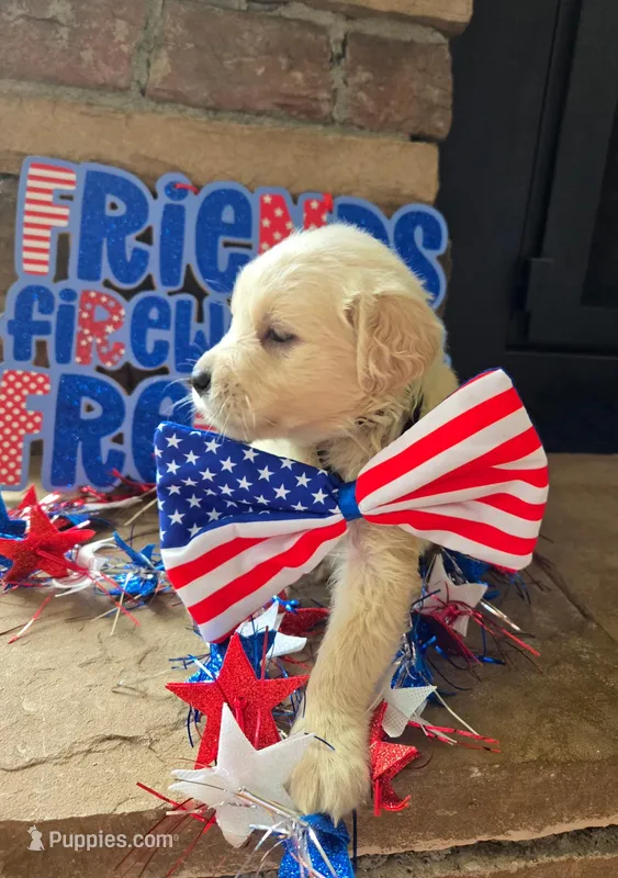 Susie, a female Golden Retriever for sale in Mooresboro, NC – Photo 1 of 6