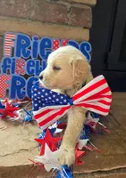 Susie, a female Golden Retriever for sale in Mooresboro, NC – Photo 1 of 6