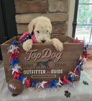 Luna, a female Goldendoodle for sale in Mooresboro, NC – Photo 4 of 6