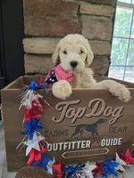 Luna, a female Goldendoodle for sale in Mooresboro, NC – Photo 1 of 6