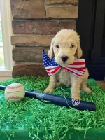 Luna, a female Goldendoodle for sale in Mooresboro, NC – Photo 2 of 6