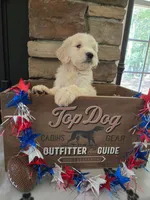 Luna, a female Goldendoodle for sale in Mooresboro, NC – Photo 5 of 6