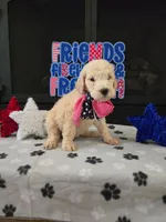 Luna, a female Goldendoodle for sale in Mooresboro, NC – Photo 3 of 6