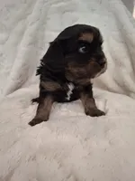 Ruby, a female Aussalier for sale in Portland, OR – 2 of 3