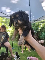 Ruby, a female Aussalier for sale in Portland, OR – 3 of 3