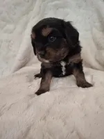 Ruby, a female Aussalier for sale in Portland, OR – 1 of 3