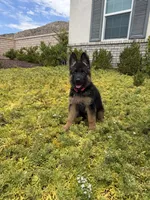 Female -Hot Pink collar , a female German Shepherd Dog for sale in Perris, CA – 3 of 3