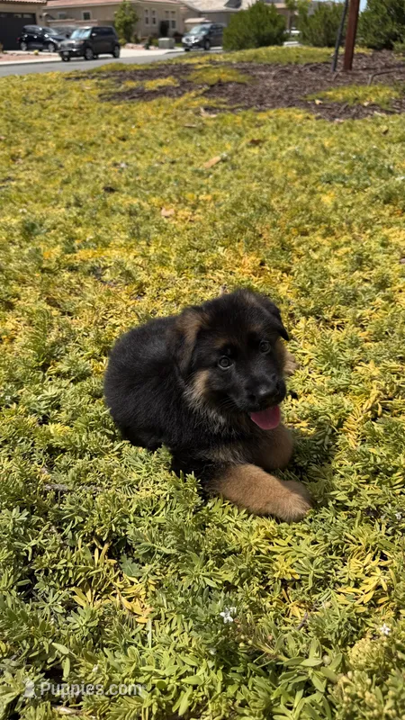 Female- teal collar  – German Shepherd Dog puppy for sale in Perris, CA