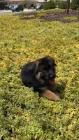 Female- teal collar , a female German Shepherd Dog for sale in Perris, CA – 1 of 3