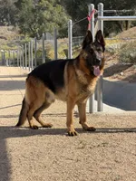 Anka , a female German Shepherd Dog for sale in Perris, CA – 6 of 8