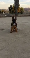 Anka , a female German Shepherd Dog for sale in Perris, CA – 3 of 5