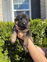 Female Pink Collar , a female German Shepherd Dog for sale in Perris, CA – Photo 2 of 2