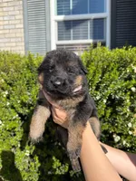 Female Pink Collar , a female German Shepherd Dog for sale in Perris, CA – Photo 1 of 2