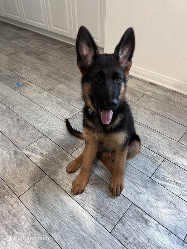 Male - Niko – German Shepherd Dog puppy for sale in Perris, CA