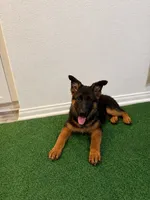 Male - Niko, a male German Shepherd Dog for sale in Perris, CA – 1 of 2