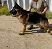 Anka , a female German Shepherd Dog for sale in Perris, CA – 7 of 8