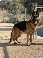 Anka , a female German Shepherd Dog for sale in Perris, CA – 5 of 5