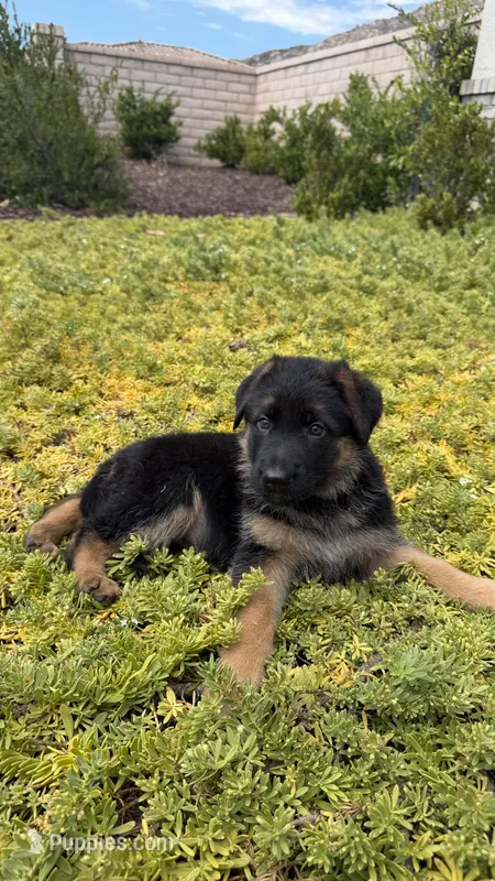 Female- Light purple collar  – German Shepherd Dog puppy for sale in Perris, CA