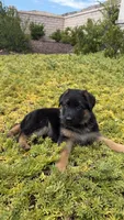 Female- Light purple collar , a female German Shepherd Dog for sale in Perris, CA – 1 of 2