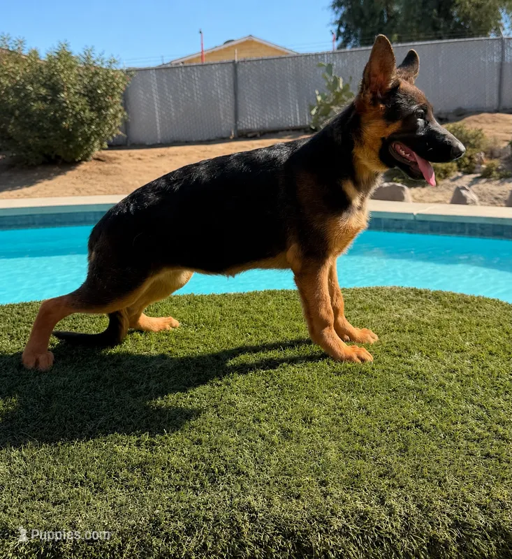 Greta – German Shepherd Dog puppy for sale in Perris, CA