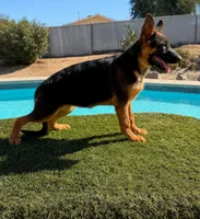 Greta, a female German Shepherd Dog for sale in Perris, CA – 1 of 5