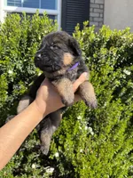 Female purple collar , a female German Shepherd Dog for sale in Perris, CA – Photo 2 of 2