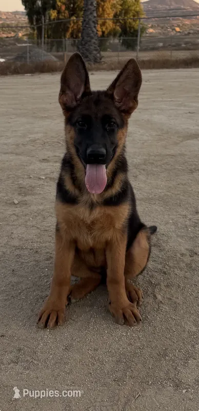Anka  – German Shepherd Dog puppy for sale in Perris, CA