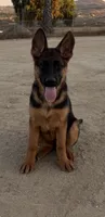 Anka , a female German Shepherd Dog for sale in Perris, CA – 1 of 5