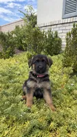 Female-Light Pink collar, a female German Shepherd Dog for sale in Perris, CA – 1 of 2