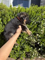 Male Orange Collar , a male German Shepherd Dog for sale in Perris, CA – Photo 2 of 2