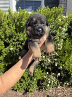 Male Orange Collar , a male German Shepherd Dog for sale in Perris, CA – Photo 1 of 2