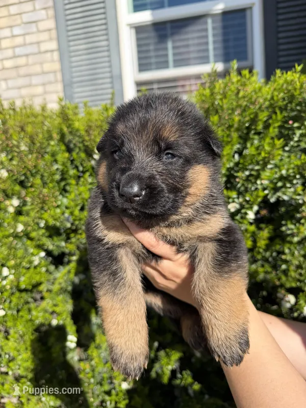 Male Blue Collar  – German Shepherd Dog puppy for sale in Perris, CA