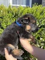 Male Blue Collar , a male German Shepherd Dog for sale in Perris, CA – Photo 3 of 3