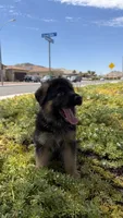 Female- teal collar , a female German Shepherd Dog for sale in Perris, CA – 2 of 3