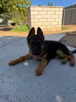 Odin, a male German Shepherd Dog for sale in Perris, CA – 2 of 4