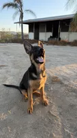 Greta, a female German Shepherd Dog for sale in Perris, CA – 2 of 3