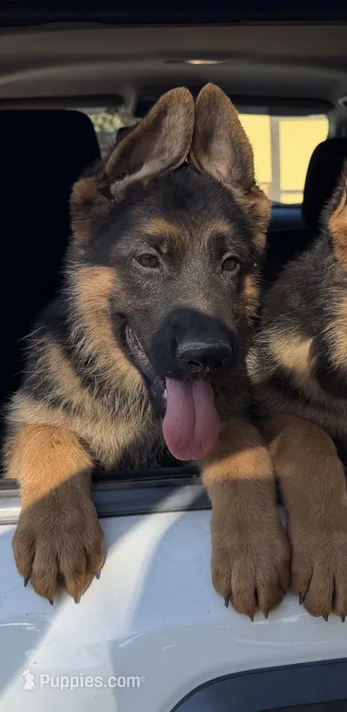 Odin – German Shepherd Dog puppy for sale in Perris, CA